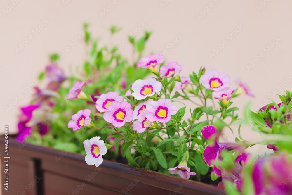Pink petunia flowers in garden. Blooming petunia in pot. Close-up. Floral background.
