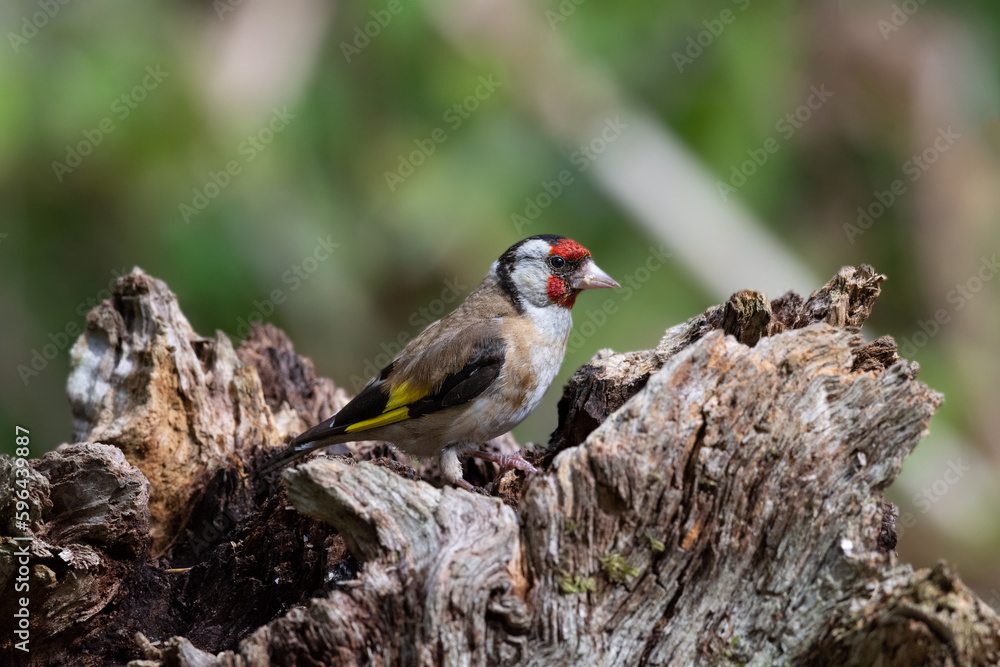 Male European Goldfinch on a fallen tree trunk Male European Goldfinch on a fallen tree trunk