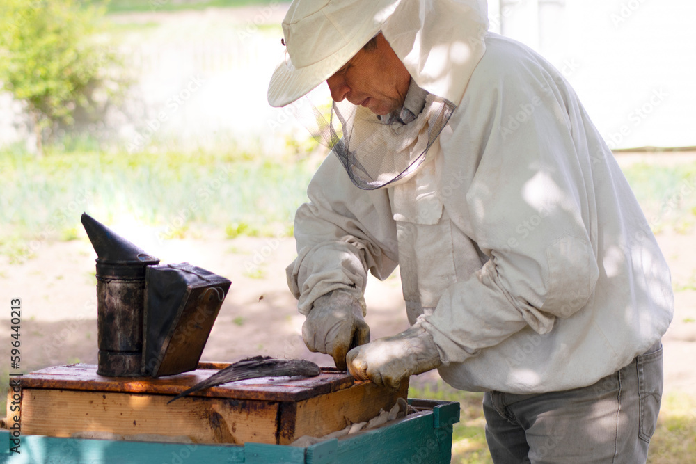professional beekeeper in protective workwear inspecting honeycomb frame at apiary. beekeeper harvesting honey professional beekeeper in protective workwear inspecting honeycomb frame at apiary. beekeeper harvesting honey