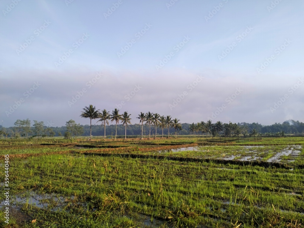 vineyard in the morning