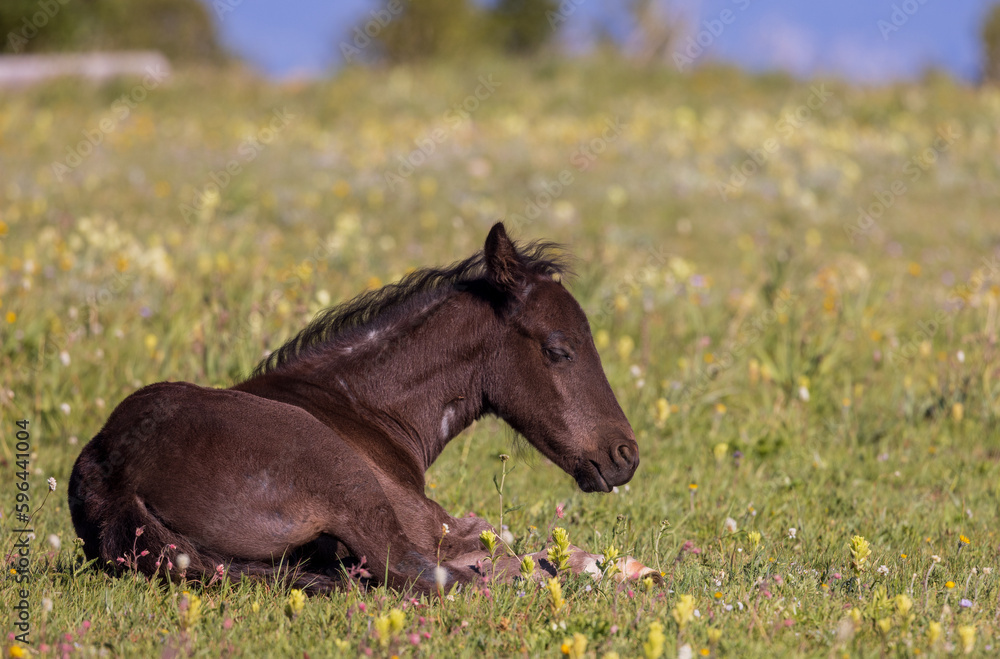 Wild Horse Foal in the Pryor Mountains Montana in Summer Wild Horse Foal in the Pryor Mountains Montana in Summer