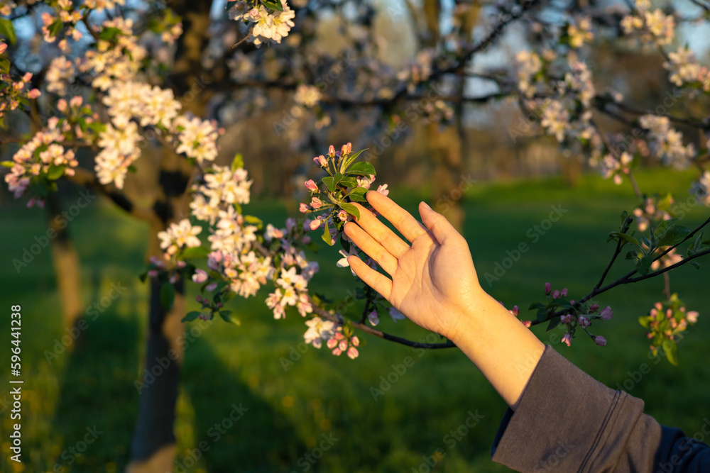 girl holds a branch of blossoming apricots in her hands. Close up of beautiful female hands holding a branch of blossoming fruit tree. delicate spring background. female hands on blurry background.