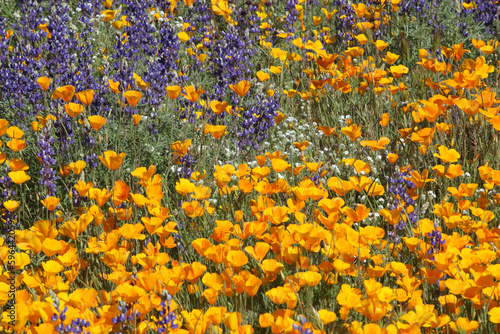 Desert in Bloom