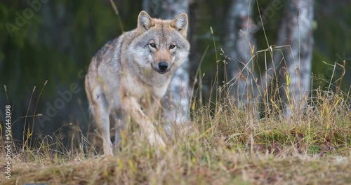 Wallpaper Mural Wild female wolf walking in the grass in the forest Torontodigital.ca