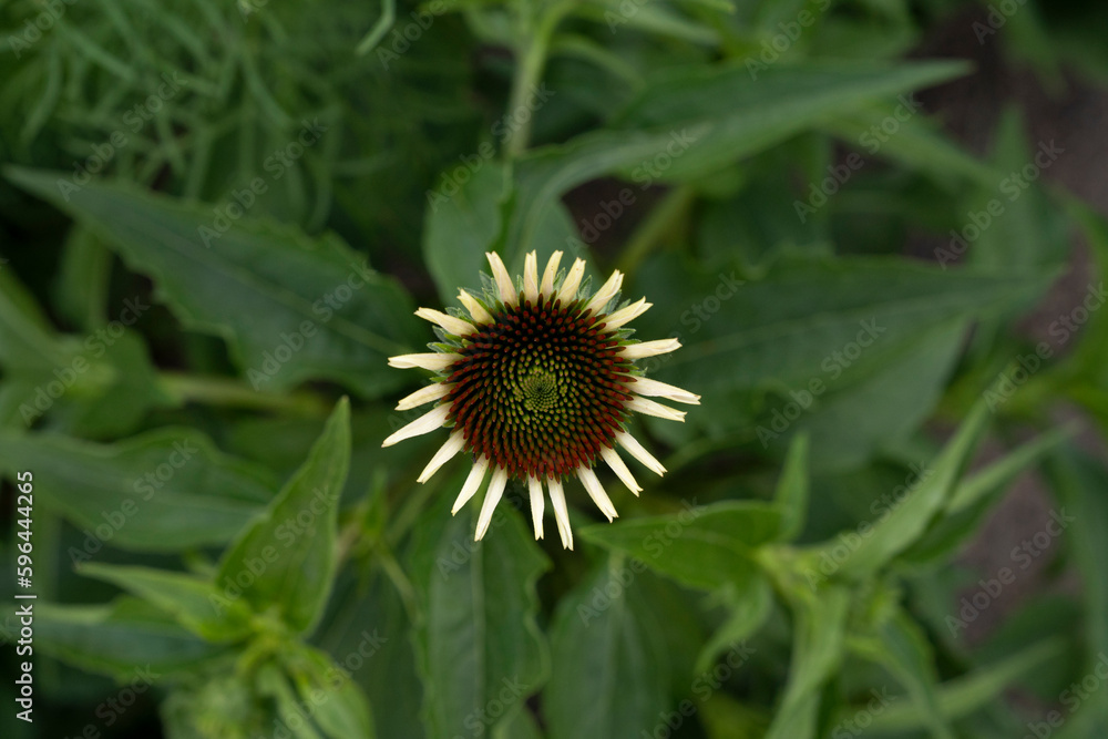 Closeup view of Echinacea purpurea Magnus, flower. Closeup view of Echinacea purpurea Magnus, flower.