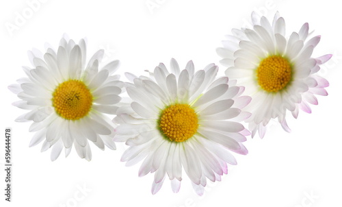 Close up daisy isolated on white, clipping path