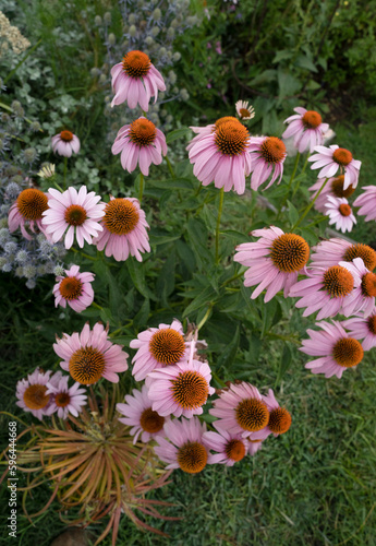 Floral background. Closeup view of Echinacea purpurea Magnus  also known as Purple Coneflower  beautiful flowers blooming in the garden.