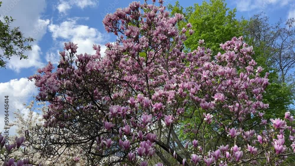 Beautiful magnolia trees with pink white flowers in the garden. Beautiful magnolia trees with pink white flowers in the garden.