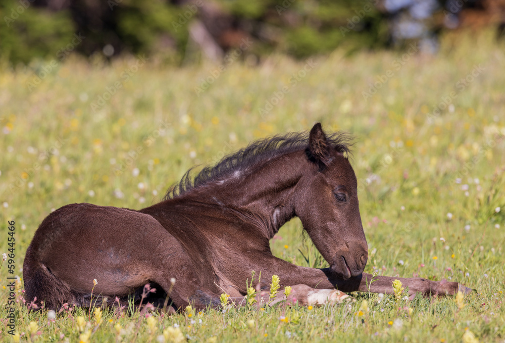 Wild Horse Foal in the Pryor Mountains Montana in Summer Wild Horse Foal in the Pryor Mountains Montana in Summer