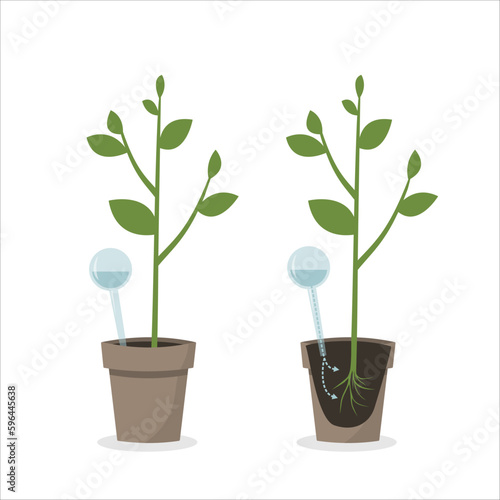 Watering globe for potted plants. Self watering system.