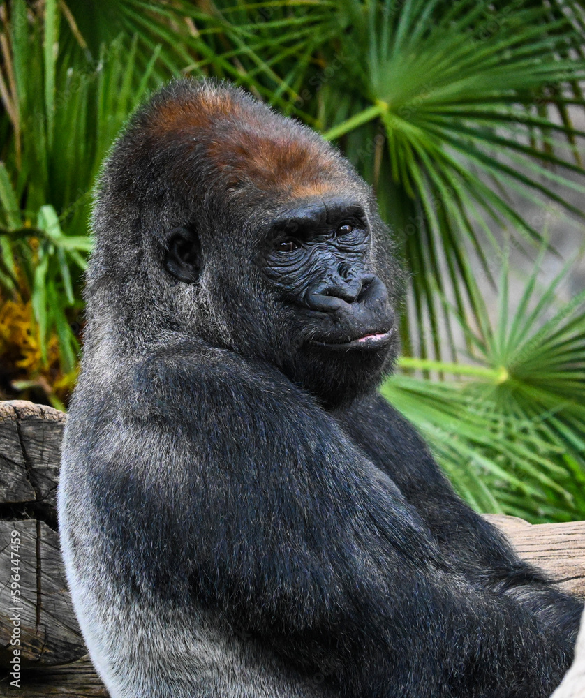 Obraz premium happy gorilla