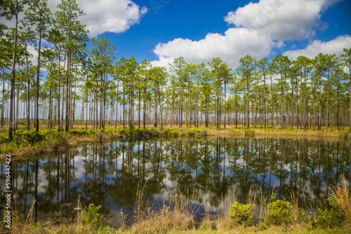 Pine trees reflected in the quiet waters of Okepenokee swamp, Georgia.