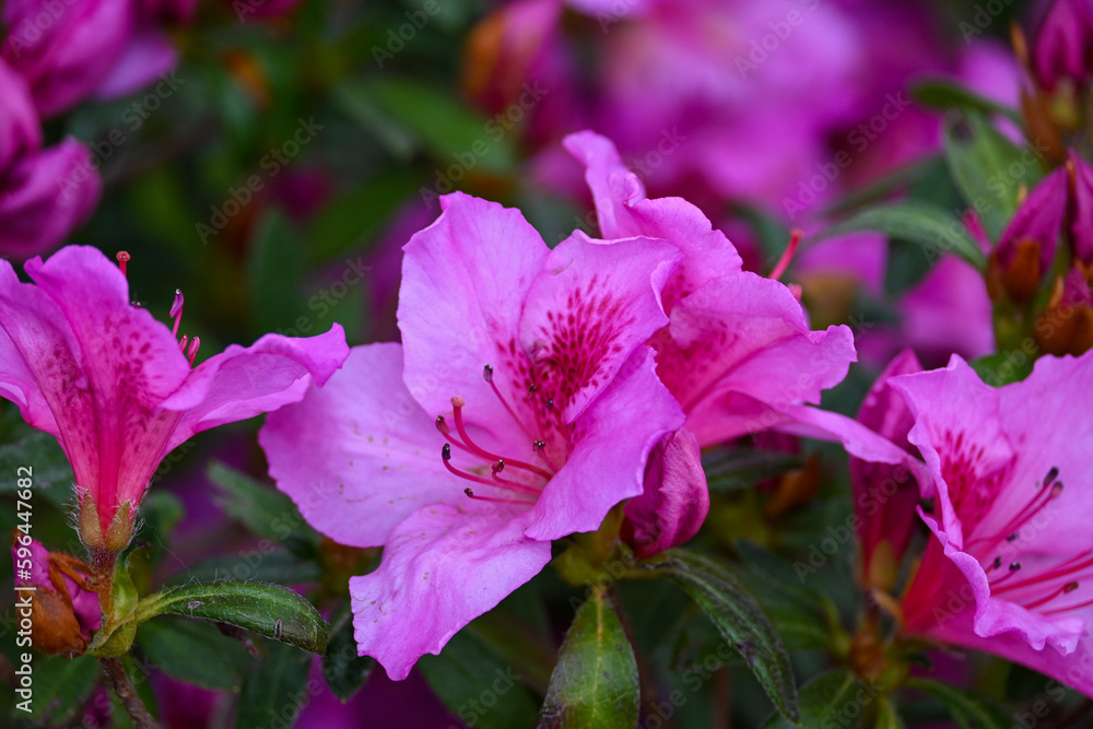 purple flowers in the garden purple flowers in the garden