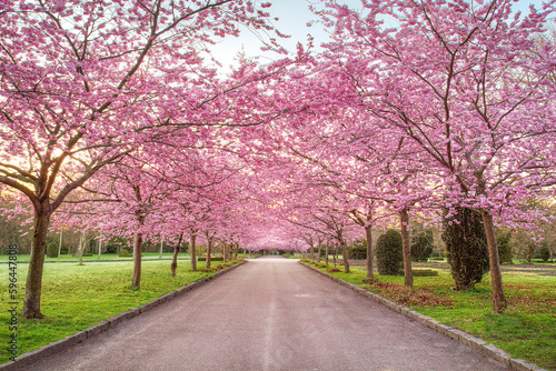 Cherry Blossom Trees, Bispebjerg Cemetery, Copenhagen, Denmark. © Nick Brundle