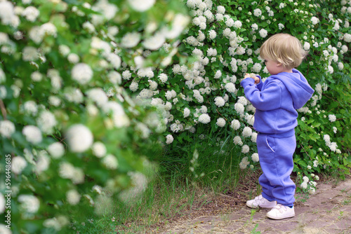 Cute little blonde hair boy enjoying white flowers bush in blooming garden, springtime. Seasonal kid allergy.