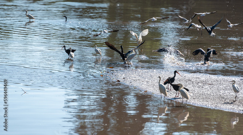 Pond with birds, beautiful pond full of waterfowl, natural light, selective focus.