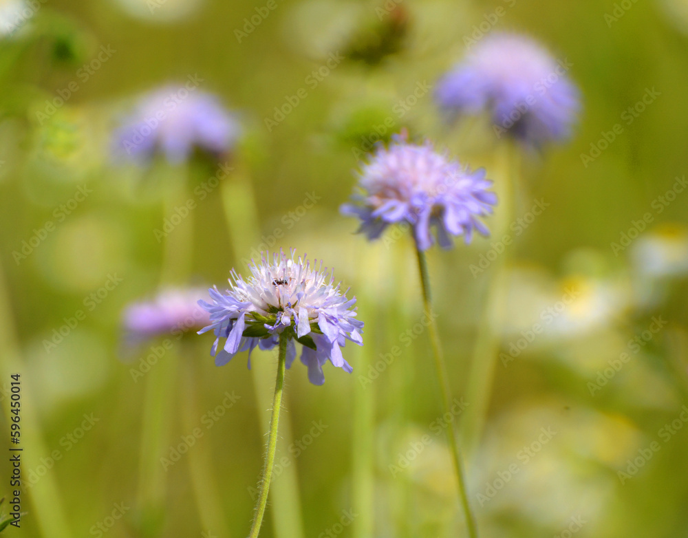 In nature, Knautia arvensis grows among grasses In nature, Knautia arvensis grows among grasses