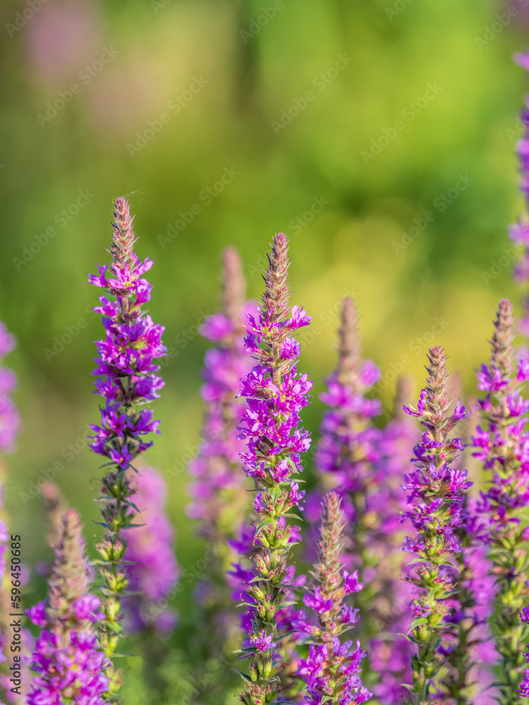 Obraz premium Summer Flowering Purple Loosestrife, Lythrum tomentosum on a green blured background.