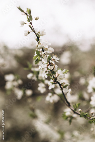 Blossom in spring. Blooming tree