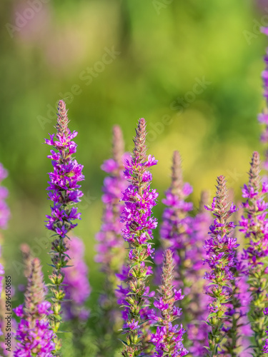 Summer Flowering Purple Loosestrife, Lythrum tomentosum on a green blured background.