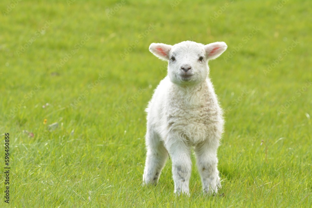 lamb in the grass lamb in the grass