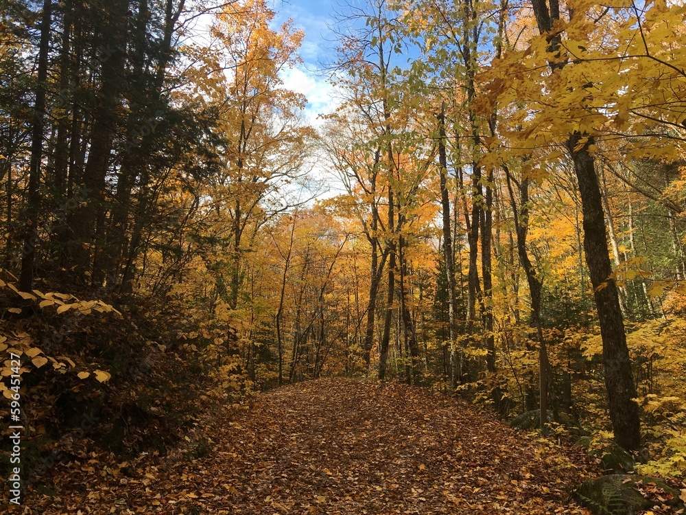 Fototapeta premium Automne