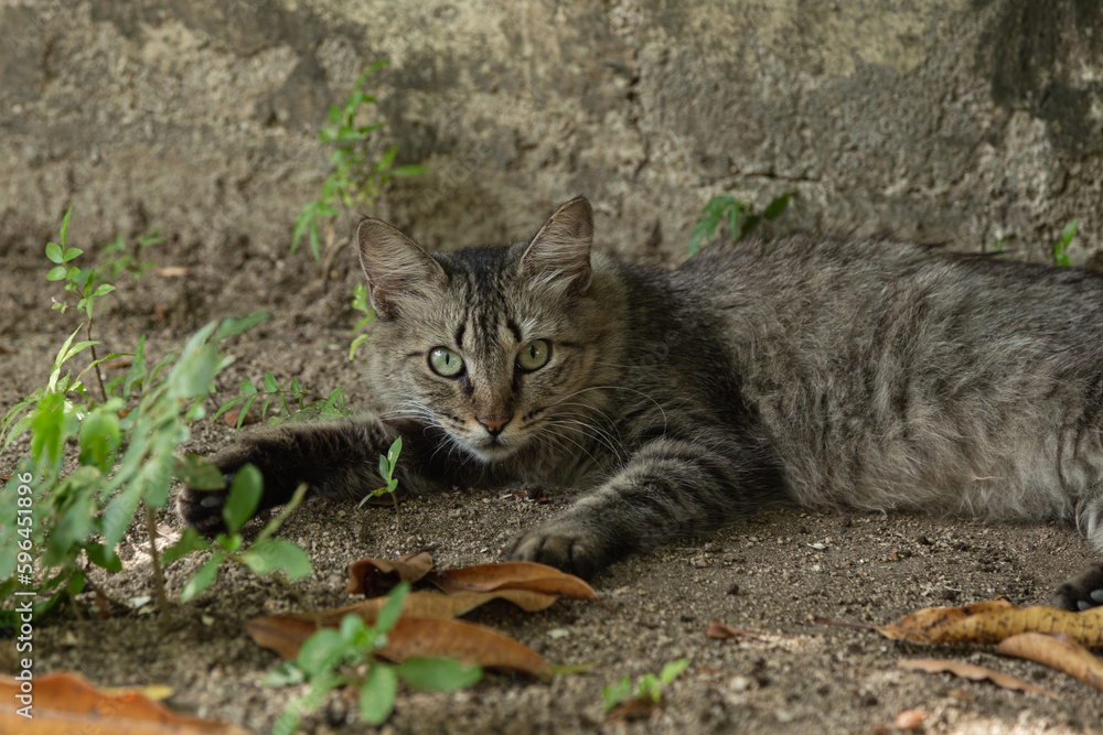 Naklejka premium Gatito alerta