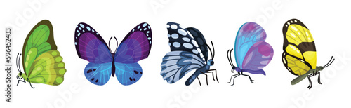 Fluttering Tropical Butterfly with Brightly Coloured Wings Vector Set © Happypictures