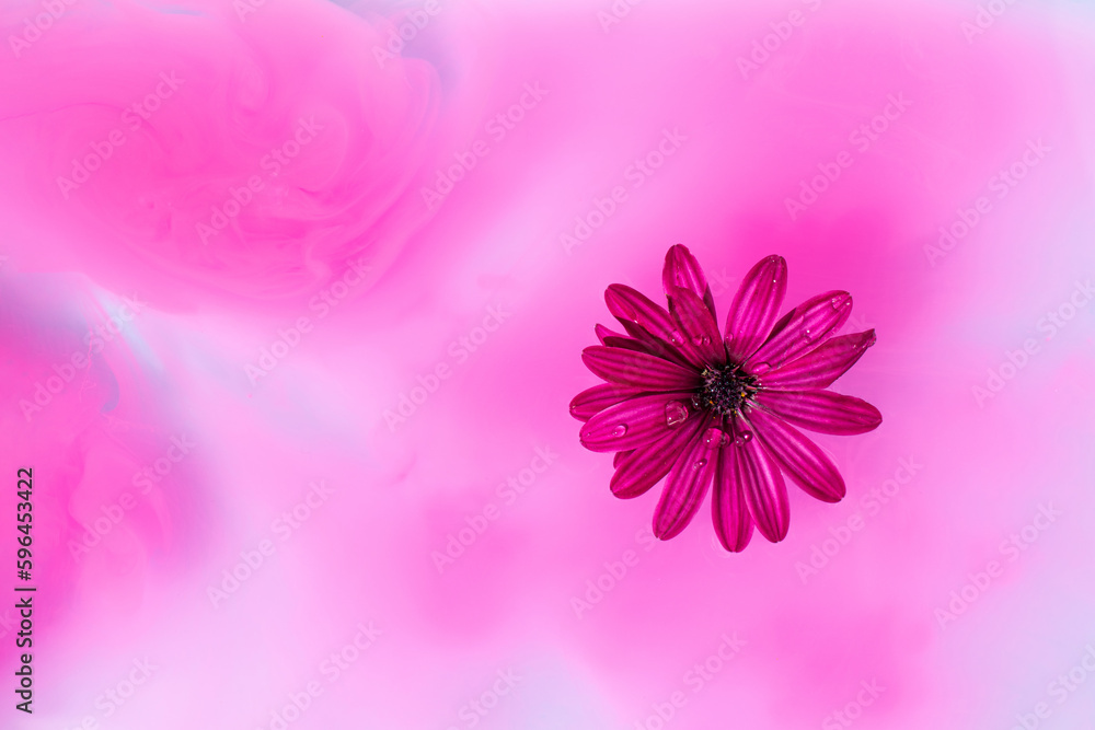 Daisy flower in pink paint smoke underwater, blue and pink background. Abstract spring flowers idea. Copy space.