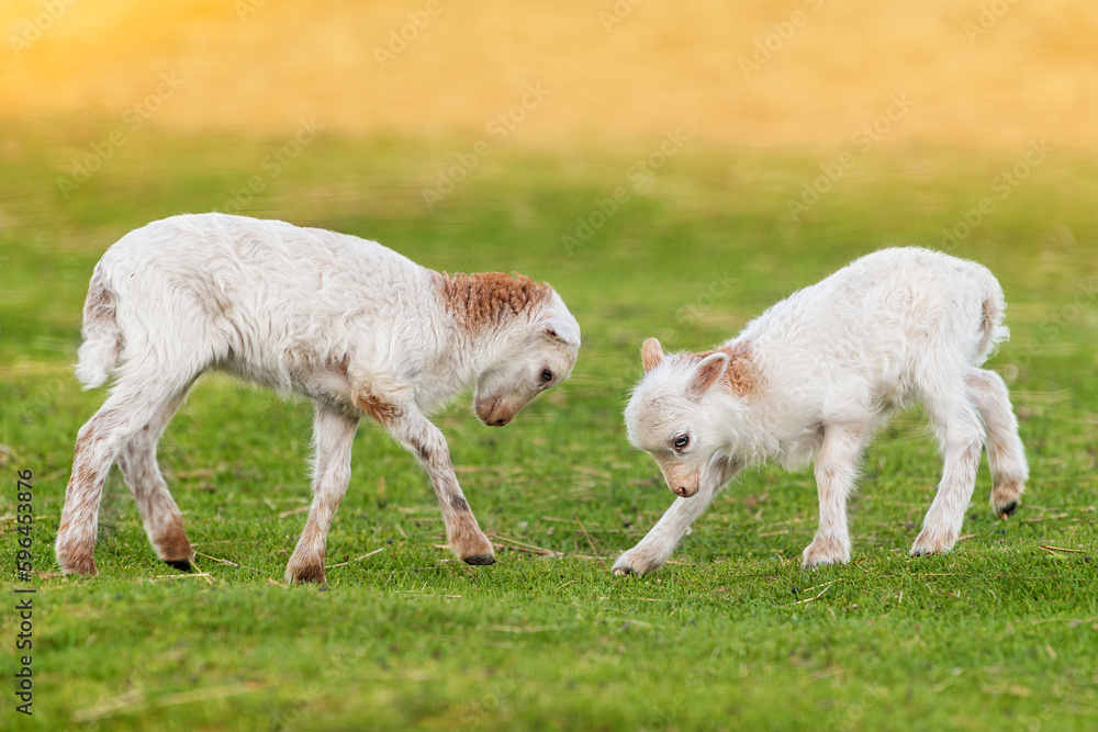 Two funny baby sheeps playing together. Farm animals.	