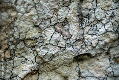 Texture of stone in the middle of jungle of Colombia