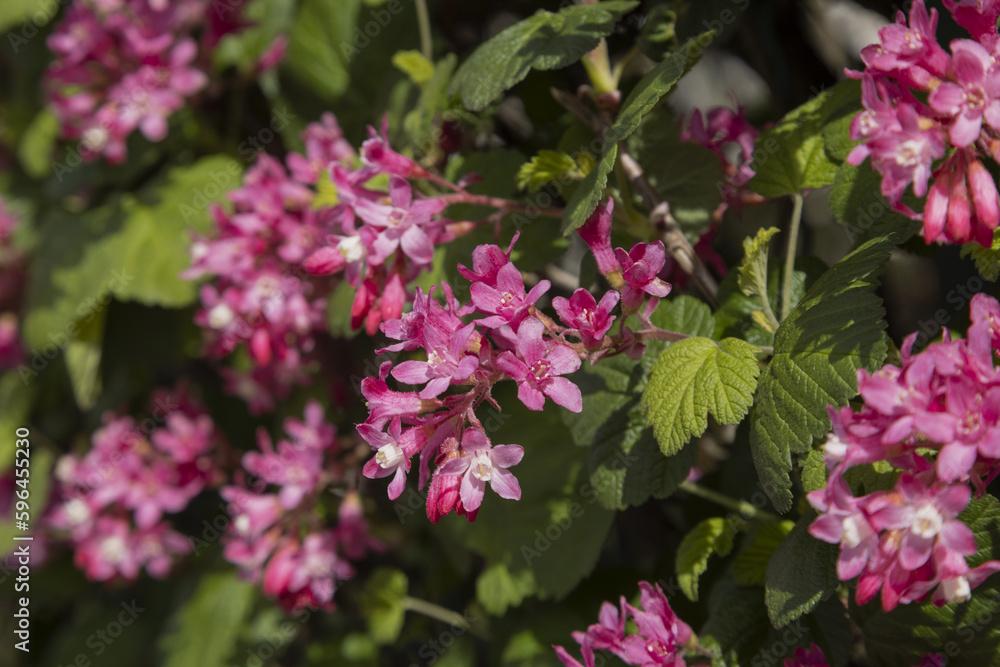 Fototapeta premium Floraison d'une haie de Ribes sanguineum 