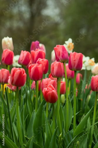 Fototapeta Naklejka Na Ścianę i Meble -  red tulips in the garden
