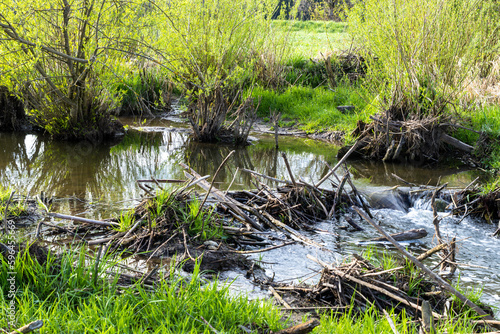 vom Biber (Castor fiber) gestaltete Landschaft mit Damm, Wasser, Busch