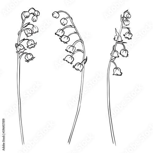 Collection set of lily of the valley flower and leaves drawing illustration. for pattern, logo, template, banner, posters, invitation and greeting card design. Vector