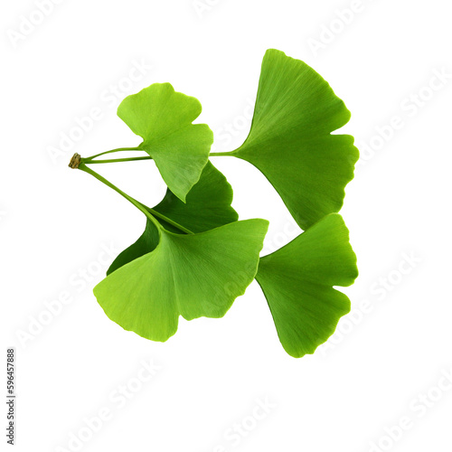 Twig with ginkgo biloba leaves isolated on a transparent background. Green, fresh leaves of Мaidenhair. PNG