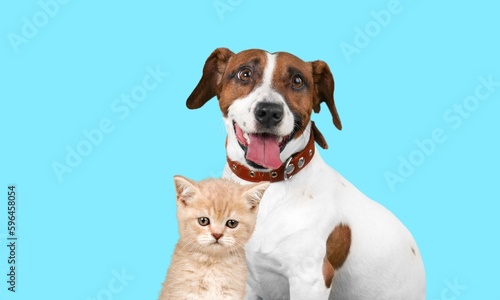 Happy cute cat and smart dog posing
