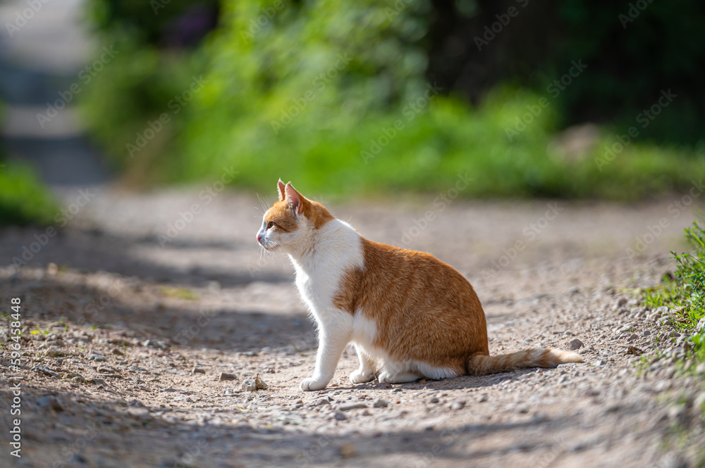 A beautiful ginger cat walks around the yard on a sunny summer day. A beautiful ginger cat walks around the yard on a sunny summer day.
