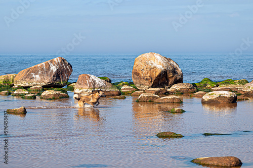 German shepherd running on the water on a rocky seashore