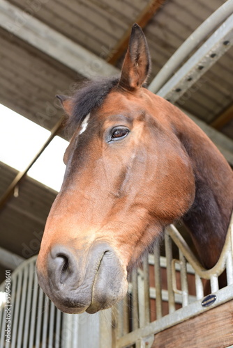 Bay horse with head over stable door, american barn with rails, bars anti weave grill and stallion guard