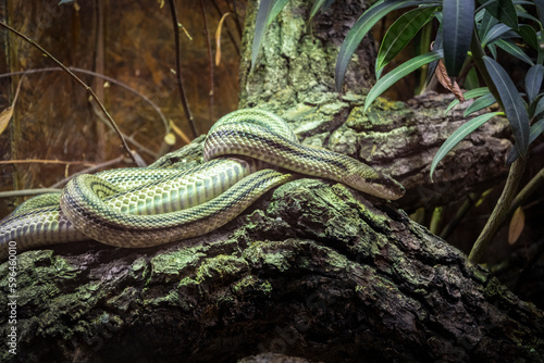 Four lined snake lying on the tree stump in the foliage