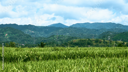 Majestic Mountain and Fresh Green Rice Field View in the Countryside