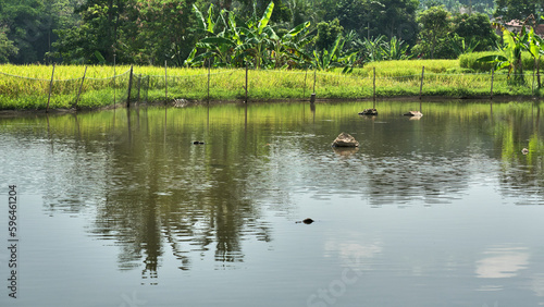 Serene Pond: A Haven for Fish and Tranquility photo