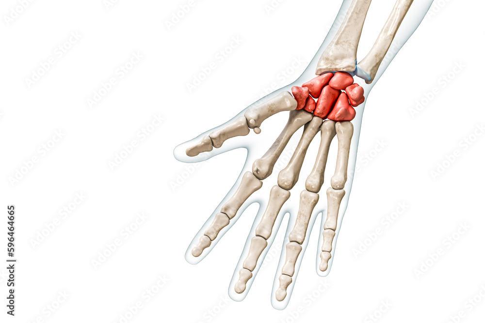Carpals Bones In Red Color With Body 3D Rendering Illustration Isolated Carpals Bones In Red Color With Body 3D Rendering Illustration Isolated