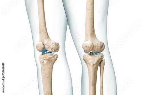 Knee bones with body contours 3D rendering illustration isolated on white with copy space. Human skeleton anatomy, medical diagram, osteology, skeletal system concepts. photo