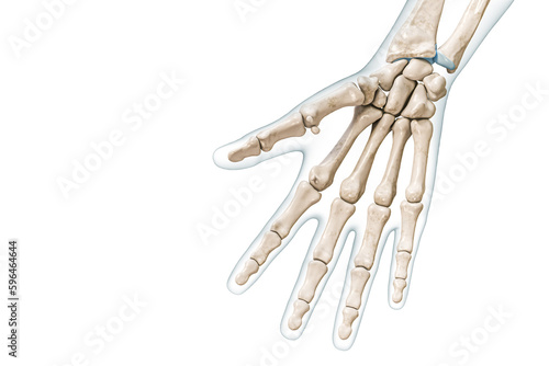 Right hand and finger bones palmar view with body contours 3D rendering illustration isolated on white with copy space. Human skeleton or skeletal system anatomy, medical diagram, osteology concepts. photo