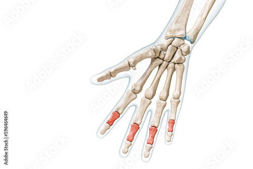 Quadro em tela Medial or intermediate phalanx bones in red color with body 3D rendering illustration isolated on white with copy space