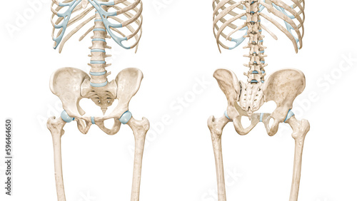 Pelvis or pelvic girdle bones front and back view 3D rendering illustration isolated on white with copy space. Human skeleton anatomy, medical diagram, osteology, skeletal system concepts.