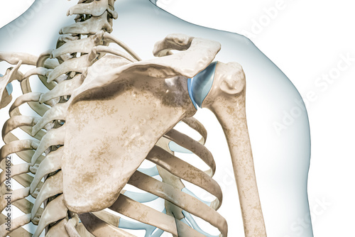 Scapula close-up view with body contours 3D rendering illustration isolated on white with copy space. Human skeleton and spine anatomy, medical diagram, osteology, skeletal system concepts. photo