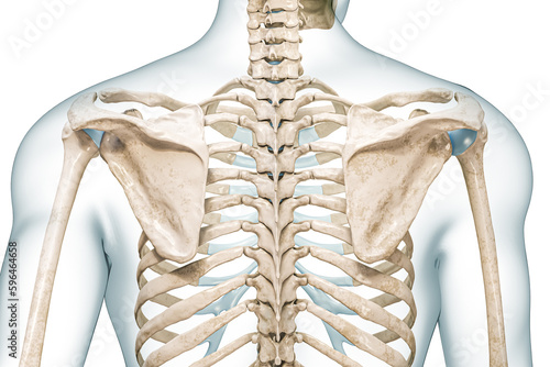Scapula and spine back view with body contours 3D rendering illustration isolated on white with copy space. Human skeleton and spine anatomy, medical diagram, osteology, skeletal system concepts. photo